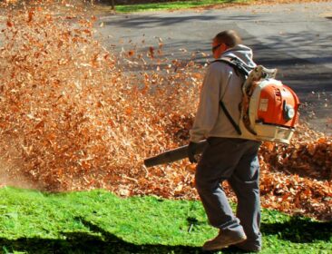 Leaf Removal